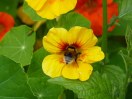 abeja en flor amarilla