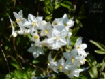 flores blancas en escalante